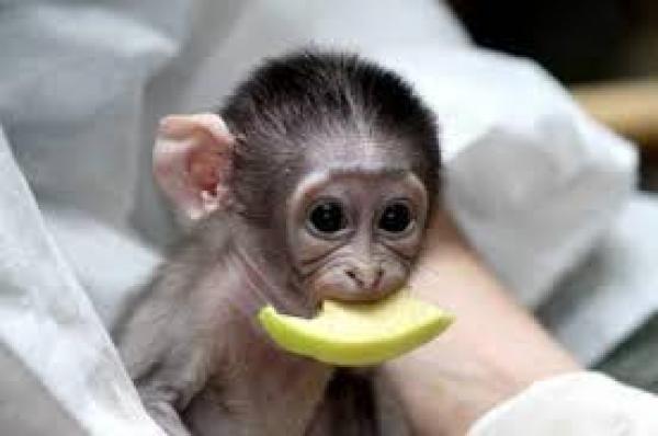 Bébé singe capucin 3 mois - Animaux divers - FastAnnonces.fr : Les annonces gratuites et rapides