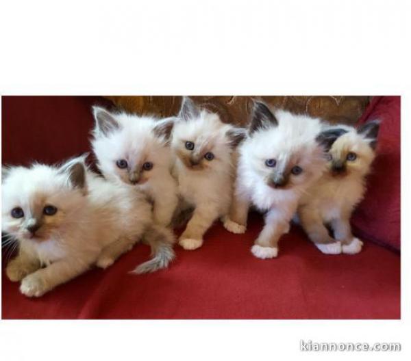 Magnifique chatons sacré de Birmanie - FastAnnonces.fr : Les annonces gratuites et rapides