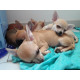 Superbes Chiots Chihuahua Pure Race Poils Courts Taille Standard,